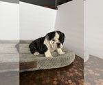 Small #8 Bulldog