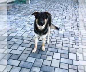 German Shepherd Dog Dogs for adoption in Cupertino, CA, USA