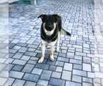 Small German Shepherd Dog