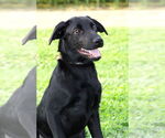 Small #2 Retriever  Mix