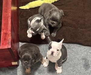 French Bulldog Puppy for Sale in HELENA, Montana USA