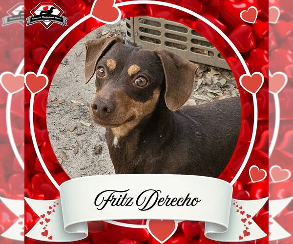 Medium Photo #3 Dachshund Puppy For Sale in San Antonio, TX, USA