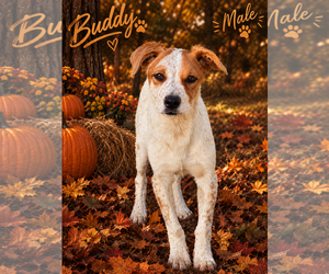 Buddy - Female Catahoula Leopard Dog-Unknown Mix Dog for Adoption - Photo #4