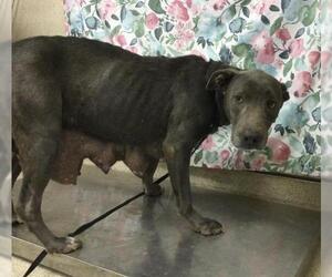 Mutt Dogs for adoption in Riverside, CA, USA