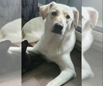 Small #2 Labrador Retriever Mix
