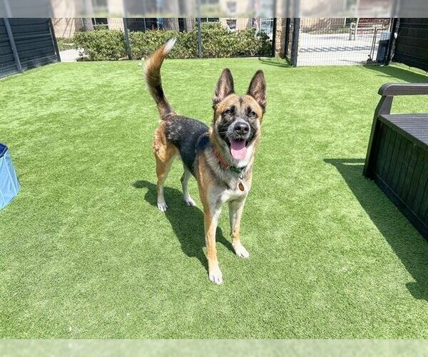 Medium Photo #3 German Shepherd Dog-Unknown Mix Puppy For Sale in Orange, CA, USA