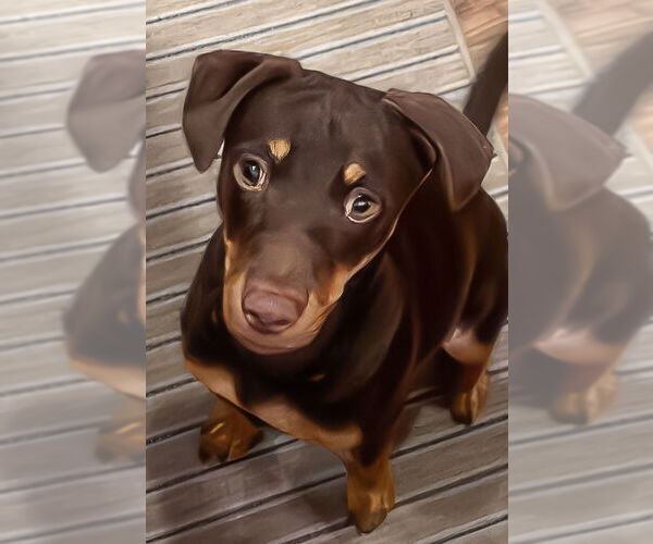 Medium Photo #13 Mutt Puppy For Sale in McKinney, TX, USA
