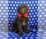 Small Photo #3 Poodle (Miniature)-Shepadoodle Mix Puppy For Sale in GLEN ROCK, PA, USA