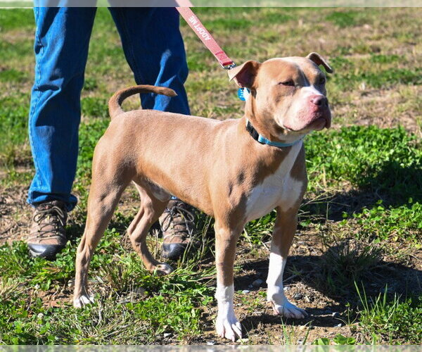 Medium Photo #4 Mutt Puppy For Sale in Glen Allen, VA, USA