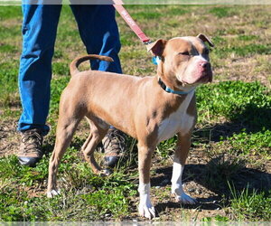 DA 40 Pinto - Male Mutt Dog for Adoption - Photo #4