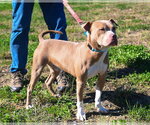 Small Photo #4 Mutt Puppy For Sale in Glen Allen, VA, USA