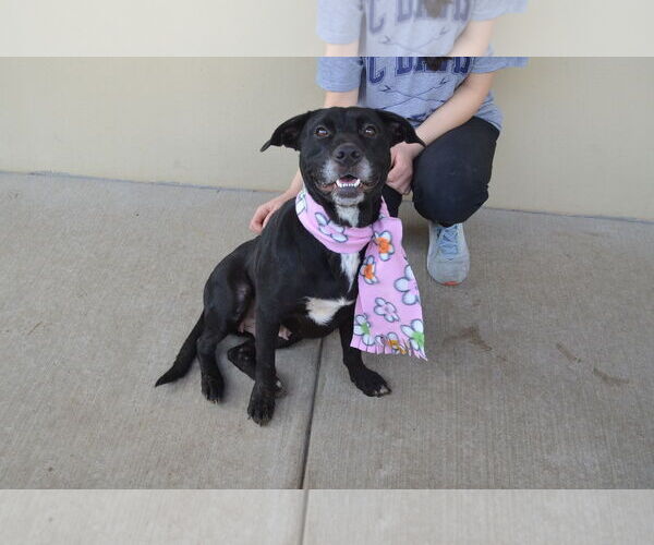 Medium Photo #3 Labrador Retriever-Unknown Mix Puppy For Sale in McKinney, TX, USA