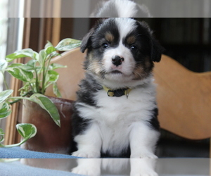 Pembroke Welsh Corgi Puppy for sale in FAIR GROVE, MO, USA