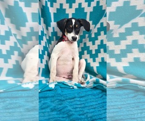 Thora- one of 3 playful sisters - Female Rat Terrier-Unknown Mix Dog for Adoption - Photo #6