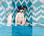 Small Photo #6 Rat Terrier-Unknown Mix Puppy For Sale in Oakhurst, NJ, USA