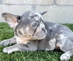 Small French Bulldog