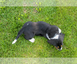 Small #9 Basset Hound