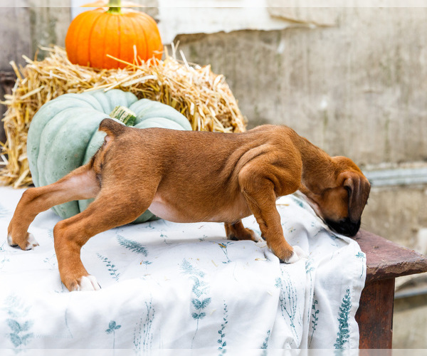 Medium Photo #5 Boxer Puppy For Sale in WAKARUSA, IN, USA