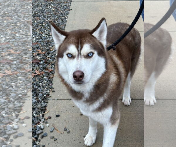 Medium Photo #2 Siberian Husky Puppy For Sale in Jackson , NJ, USA