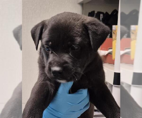 Medium Photo #1 Mutt Puppy For Sale in Bakersfield, CA, USA