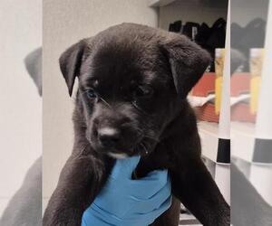 Mutt Dogs for adoption in Bakersfield, CA, USA