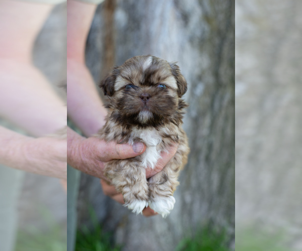 Medium Photo #1 Shih Tzu Puppy For Sale in BLACKFOOT, ID, USA