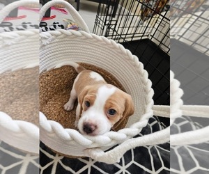 Beagle Puppy for sale in WEST PALM BEACH, FL, USA