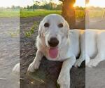 Small Photo #1 Akbash Dog Puppy For Sale in BROOKSVILLE, FL, USA