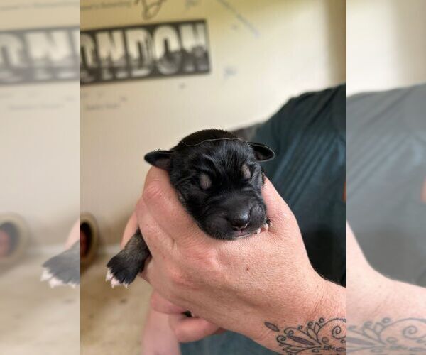 Medium Photo #1 Huskies -Unknown Mix Puppy For Sale in Calgary, Alberta, Canada
