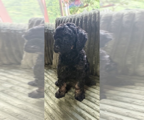 Medium Photo #7 Aussiedoodle Puppy For Sale in ASHEVILLE, NC, USA