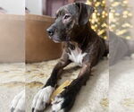 Small #8 Staffordshire Bull Terrier Mix