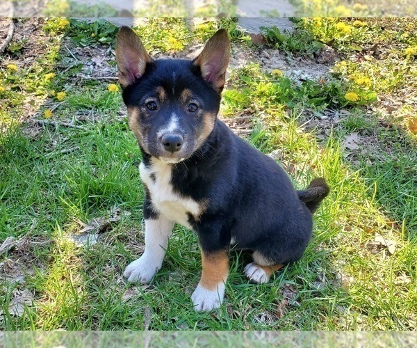 Medium Photo #9 Shiba Inu Puppy For Sale in CLARK, MO, USA