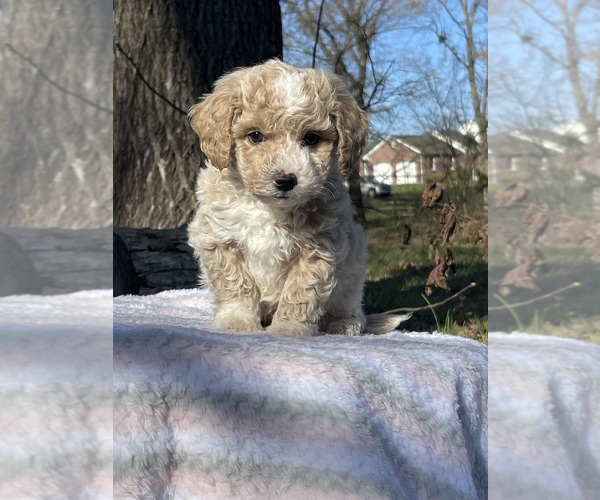 Medium Photo #4 Bichpoo Puppy For Sale in PRINCETON, KY, USA