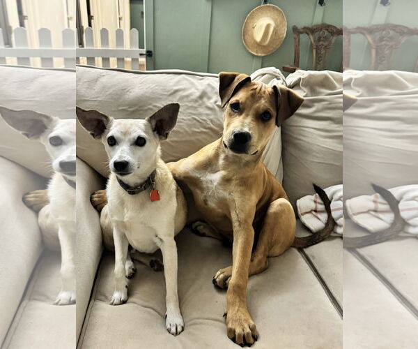 Medium Photo #7 Black Mouth Cur-Unknown Mix Puppy For Sale in Queen Creek, AZ, USA