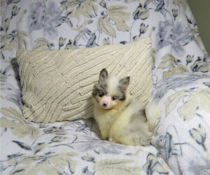 Pomeranian Puppy for Sale in COOKEVILLE, Tennessee USA