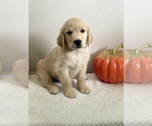 Golden Retriever Puppy for sale in BEECH GROVE, IN, USA