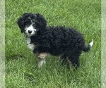 Small #8 Miniature Bernedoodle