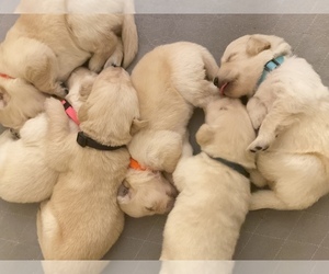 Golden Retriever Puppy for sale in HARRISONBURG, VA, USA