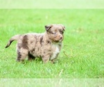 Small Photo #11 Australian Shepherd Puppy For Sale in NEWTON FALLS, OH, USA