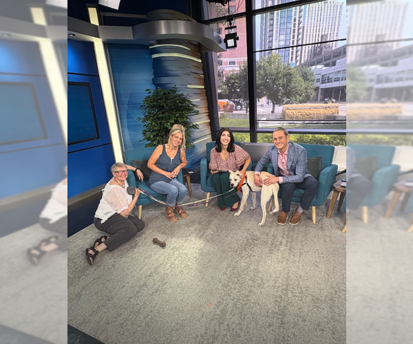 Medium Photo #23 Boxador Puppy For Sale in Princeton, MN, USA