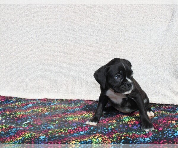 Medium Photo #6 Boxer Puppy For Sale in BLOOMINGTON, IN, USA