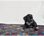 Small Photo #6 Boxer Puppy For Sale in BLOOMINGTON, IN, USA