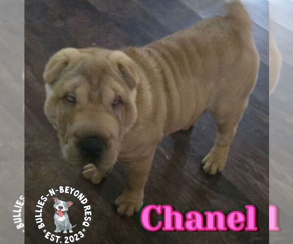 Medium Photo #5 Mutt Puppy For Sale in Omaha, NE, USA