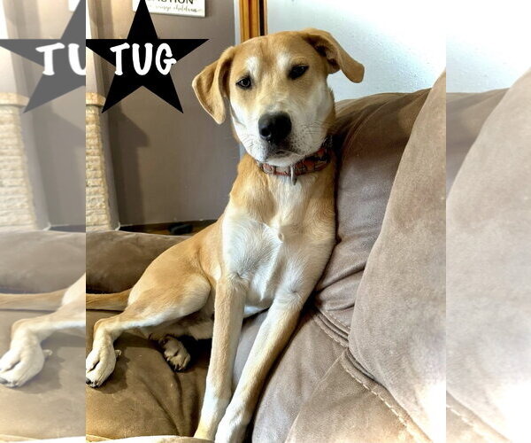 Medium Photo #4 Great Dane-Siberian Husky Mix Puppy For Sale in Estherville, IA, USA