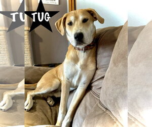 Tug - Male Great Dane-Siberian Husky Mix Dog for Adoption - Photo #4