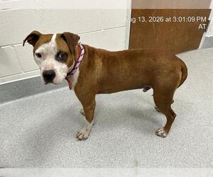 American Pit Bull Terrier-Unknown Mix Dogs for adoption in Ocala, FL, USA