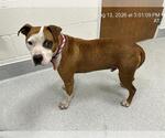 KIRK - Male American Pit Bull Terrier-Unknown Mix Dog for Adoption - Small photo