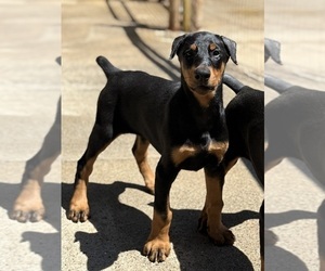 Doberman Pinscher Puppy for Sale in NEWTON, North Carolina USA