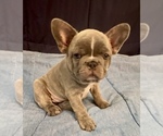 Small #2 French Bulldog
