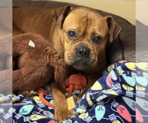 Boxer-Unknown Mix Dogs for adoption in Rohnert Park, CA, USA